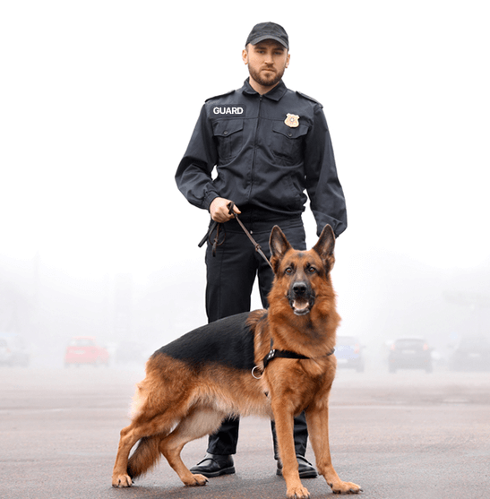 Security Guard Dog Patrols Services in London | BGN Security Services