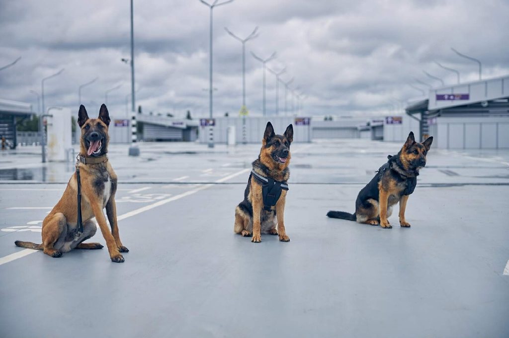 dog patrol security agency